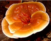 Champignon Reishi