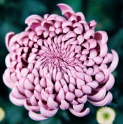 chrysanthème