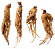 Ginseng