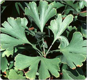 Ginkgo Biloba