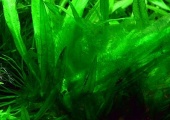 Algues Bleu Vert