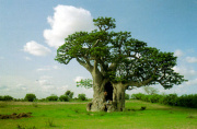 Baobab