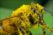 Pollen